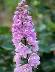 ftBj[ fAXgbgf sNi10.5cm|bgj h