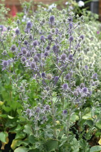 GW[ u[Ob^[i10.5cm|bgj h