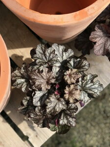 q[PEh`FEVo[f[N h ϊ  nMO