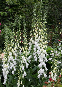 WM^X fp[vA Aof hi10.5cm|bgj