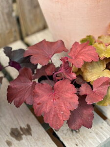 宿根草 ヒューケラの通販 価格比較 価格 Com