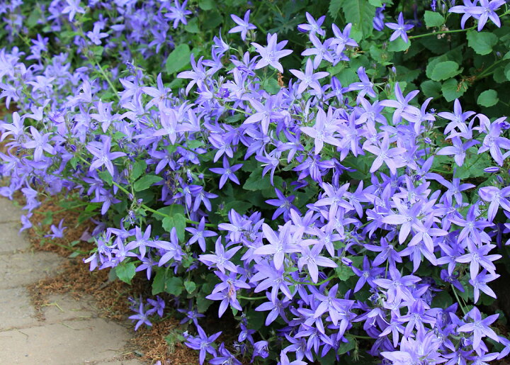 楽天市場 カンパニュラ アルペンブルー 宿根草 大神ファーム