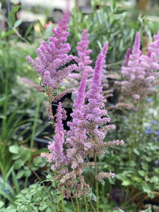 �A�X�`���x �f�u���b�N�p�[���f �h���� 11cm�p�|�b�g