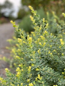 [^X e uXg[f h Rei Ԓd {[_[ 