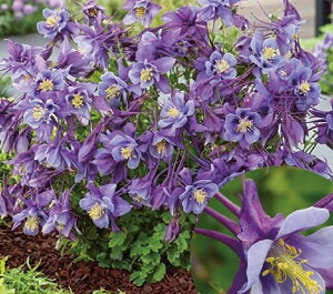 ANCMAimI_}Lj hA[[o[hEp[vu[h h 9cm|bg