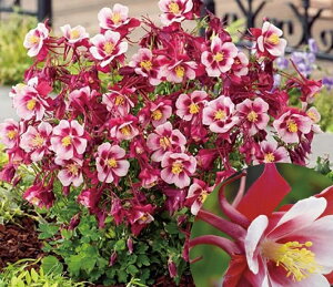 ANCMAimI_}Lj hA[[o[hEbhzCgh h 9cm|bg