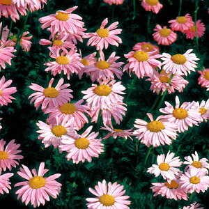 NTZ} r\sN hi10.5cm|bgj