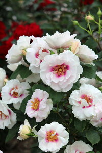 �A�C�Y�E�t�H�[�E���[ �i��c�\��j7�����A�� �t�����o���_ �l�G�炫 ���� �o���c �s�_��i��t ���[�i�[�E���[�[�Y