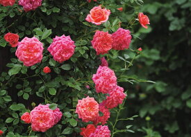 レディ・ペネロープ（大苗予約）7号鉢植え　 繰り返し咲き　中小輪　つるバラ　バラ苗　《契約品種》　ワーナー・ローゼズ