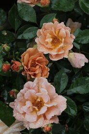 チャーリー・ブラウン （大苗予約）7号鉢植え ミニチュア ミニバラ 四季咲き バラ苗 禅ローズ《契約品種》