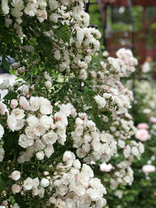 群星(大苗予約)7号鉢植え つるバラ オールドローズ(アンティークローズ) バラ苗