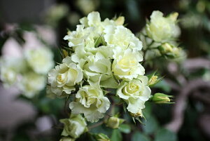 一葉(いちよう)(大苗予約)7号鉢植え フロリバンダローズ(四季咲き中輪房咲きバラ)禅ローズ バラ苗 《契約品種》