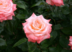 C[ng[u̕iVcj7A lG炫֌ninCubheB[[Yj oc s_it