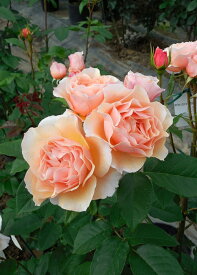 風香（ふうか）（大苗）7号鉢植え 四季咲き 中輪 シュラブ 禅ローズ バラ苗 《契約品種》