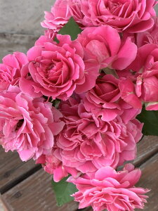 Jj}PYEo[VuEsNic\j7A lG炫 T[Y oc s_it