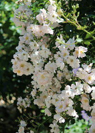 伽羅奢(がらしゃ)（新苗）7号鉢植え　つるバラ　バラ苗　《契約品種》
