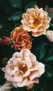 苗 ミニバラ 四季咲きの人気商品 通販 価格比較 価格 Com