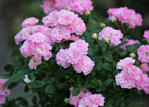 おりひめ(大苗予約)7号鉢植え 四季・返り咲き シュラブ・ミニチュア バラ苗 《契約品種》