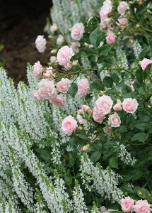 ピンク・キャット (大苗予約)7号鉢植え ポリアンサ 四季咲き バラ苗 《契約品種》