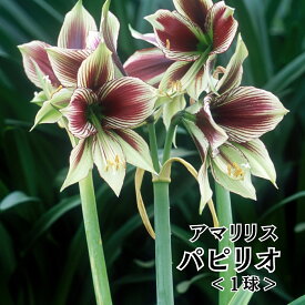 【おまとめクーポン対象】球根 特大 アマリリス パピリオ 優雅 原種 球根 大球根 (日本生産) 自社 生産球 グリーン地 エンジストライプ 少量生産 希少 珍しい バタフライ アマリリス ヒガンバナ ガーデニング 花 園芸 植物 鉢植え 国産 アマリリス 球根 1個 送料無料