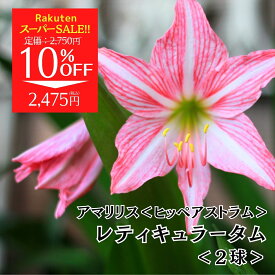 【月間優良ショップ受賞】アマリリス ピンク 秋植 球根 花 限定品希少 鉢植え 鉢 少量生産 国産 国内生産球 春咲き かわいい ガーデニング フラワー 花 園芸 植物 レティキュラータム アマリリス ヒッペアストラム (日本生産) 球根 2個 送料込