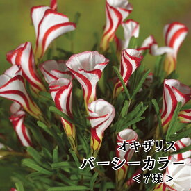 【レビュー投稿でプレゼント！】秋植え 球根 2026 ガーデニング 庭 毎年咲く 植えっぱなし 花壇 鉢植 花 人気 紅白 ストライプ 花 かわいい カタバミ クローバー 紅葉 きれい 鉢花 花壇 鉢 プランター 園芸 おすすめ Oxalis オキザリス バーシーカラー 1袋 7球入り 送料無料