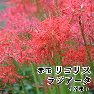 【レビュー投稿でプレゼント！】夏植え球根 2026 リコリス ラジアータ ヒガンバナ 赤花 ギントウカ 曼珠…