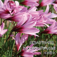 【おまとめ買いクーポン対象】春植え球根 巨大輪 ハブランサス レインリリー 植えっぱなし 球根 春 鉢植…
