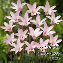【おまとめ買いクーポン対象】春植え球根 レインリリー ハブランサス 5球入 植えっぱなし 球根 春 鉢植え 花壇 庭植え…