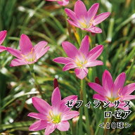 【おまとめ買いクーポン対象】春植え球根 レインリリー ゼフィランサス 植えっぱなし 球根 春 鉢植え 花…
