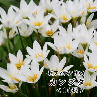 【レビュー投稿でプレゼント！】【おまとめ買いクーポン対象】春植え球根 ゼフィランサス 白い花 10球入 …