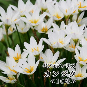 �y���r���[���e�Ńv���[���g�I�z�y���܂Ƃߔ����N�[�|���Ώہz�t�A������ �[�t�B�����T�X ������ 10���� �^�}�X�_�� �A�����ςȂ� ���� �t ���A�� �Ԓd ��A�� ��v�ň�Ă₷�� ���� �T�t