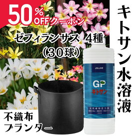 【期間限定50％OFFクーポン☆】お得セット 春 球根 30球 春植え キトサン & 植えっぱなし 庭 花 花壇 園芸 花 贈り物 多年草 ゼフィランサス 球根 プランター ガーデン ガーデニング 国産 4種 球根 ゼフィランサス & GPキトサン&不織布ポット (送料無料)