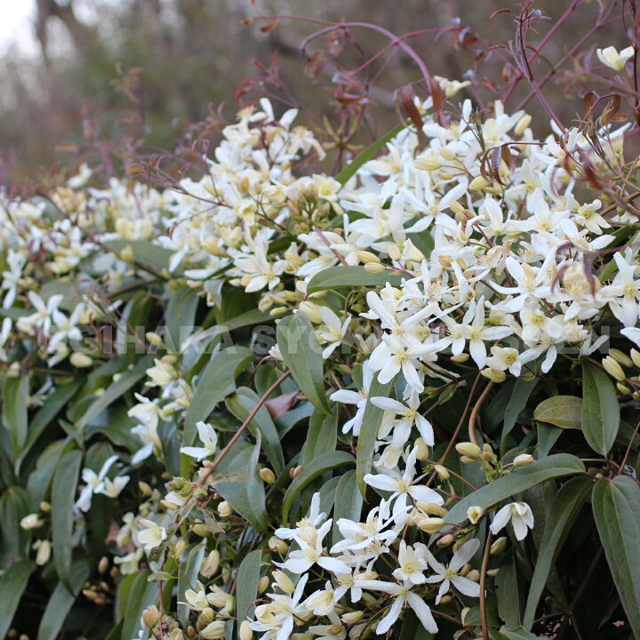 楽天市場 クレマチス アーマンディ １年苗 おぎはら植物園