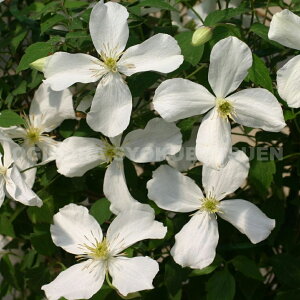 N}`X@^i eXm[t[Nf 1Nc