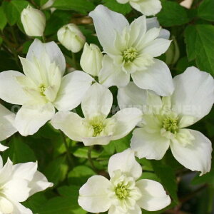 N}`X@^i eO[ ACYf 1Nc