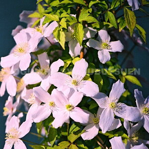 N}`X@^i eFfi񂶂j 2Nc