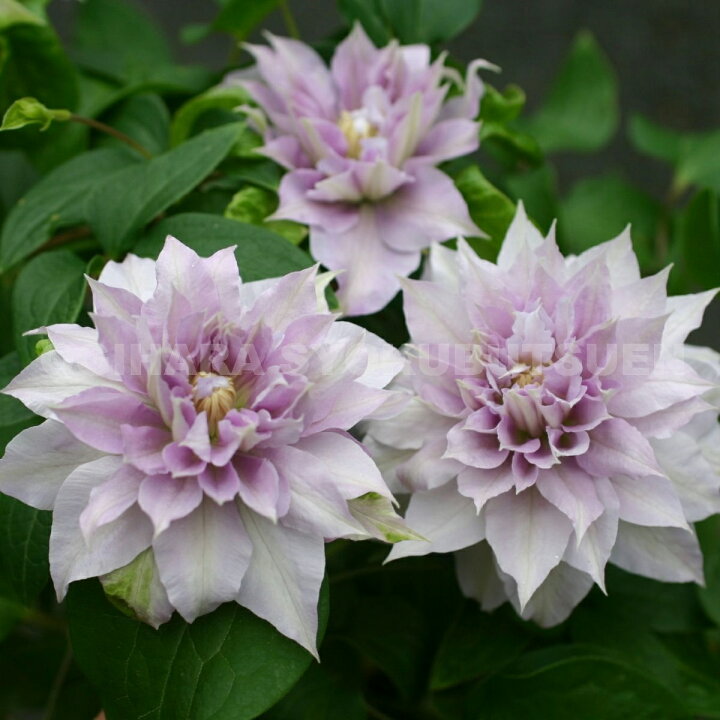 楽天市場 クレマチス ベルオブウォーキング １年苗 おぎはら植物園