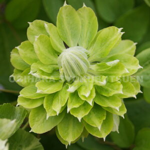 N}`X eO[ pbVf(PVP) 2Nc