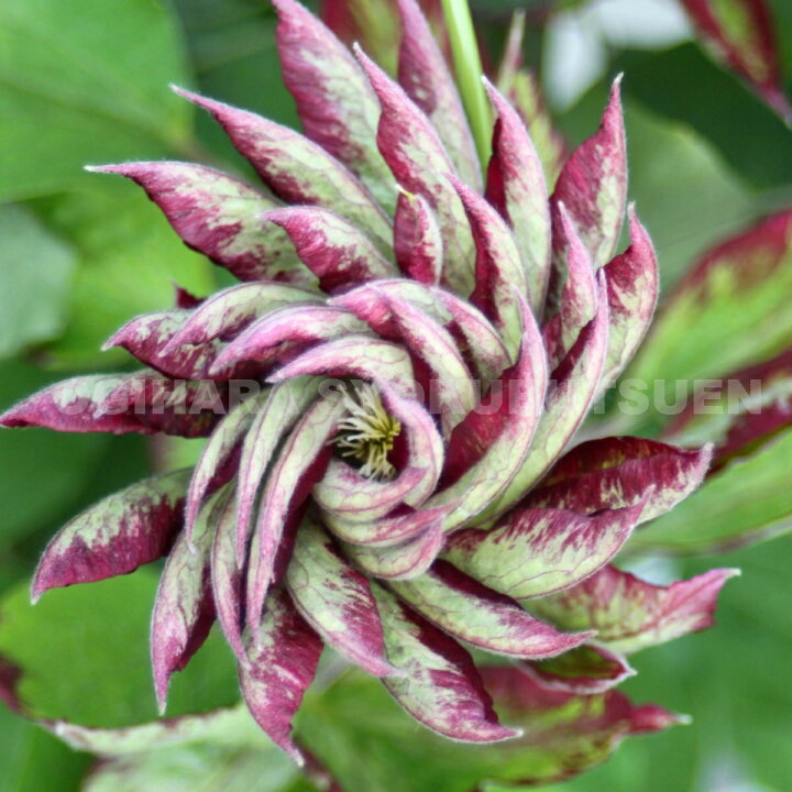 楽天市場 クレマチス 花炎 カエン ２年苗 おぎはら植物園