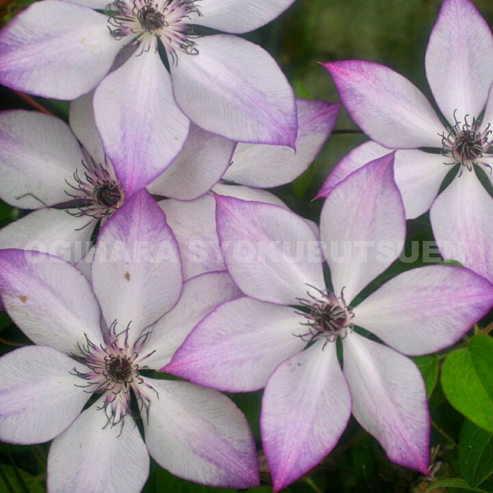 楽天市場 クレマチス フォンドメモリーズ １年苗 おぎはら植物園