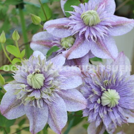 クレマチス ‘水面の妖精’（みなものようせい） 2年苗