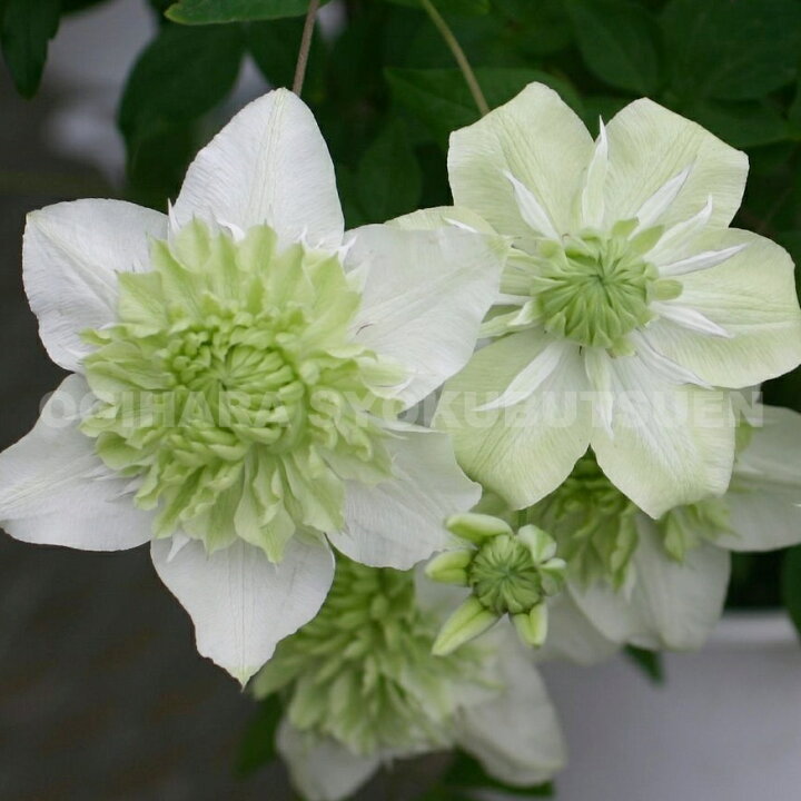 楽天市場 クレマチス 白万重 シロマンエ １年苗 おぎはら植物園