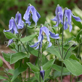 クレマチス　インテグリフォリア ‘ヘンダーソニー’ 2年苗