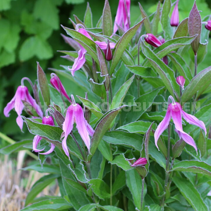 楽天市場 クレマチス インテグリフォリア 花島 １年苗 おぎはら植物園