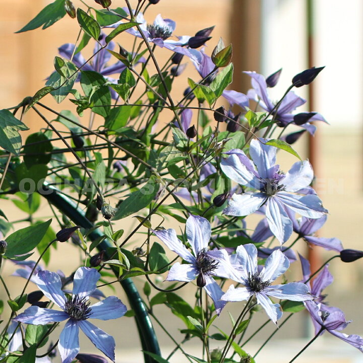 楽天市場 クレマチス 流星 Pvp ２年苗 おぎはら植物園