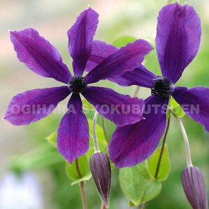 N}`X eAtfB[e GKt~if 2Nc