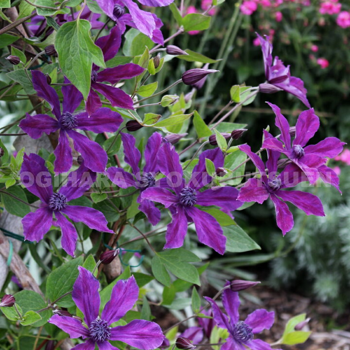 楽天市場 クレマチス アフロディーテエレガフミナ 1年苗 おぎはら植物園 楽天市場 クレマチス アフロディーテエレガフミナ 1年苗 おぎはら植物園