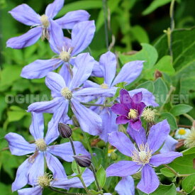 クレマチス ‘アラベラ’ 1年苗