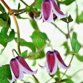 クレマチス ‘ジャン フォプマ’ 2年苗